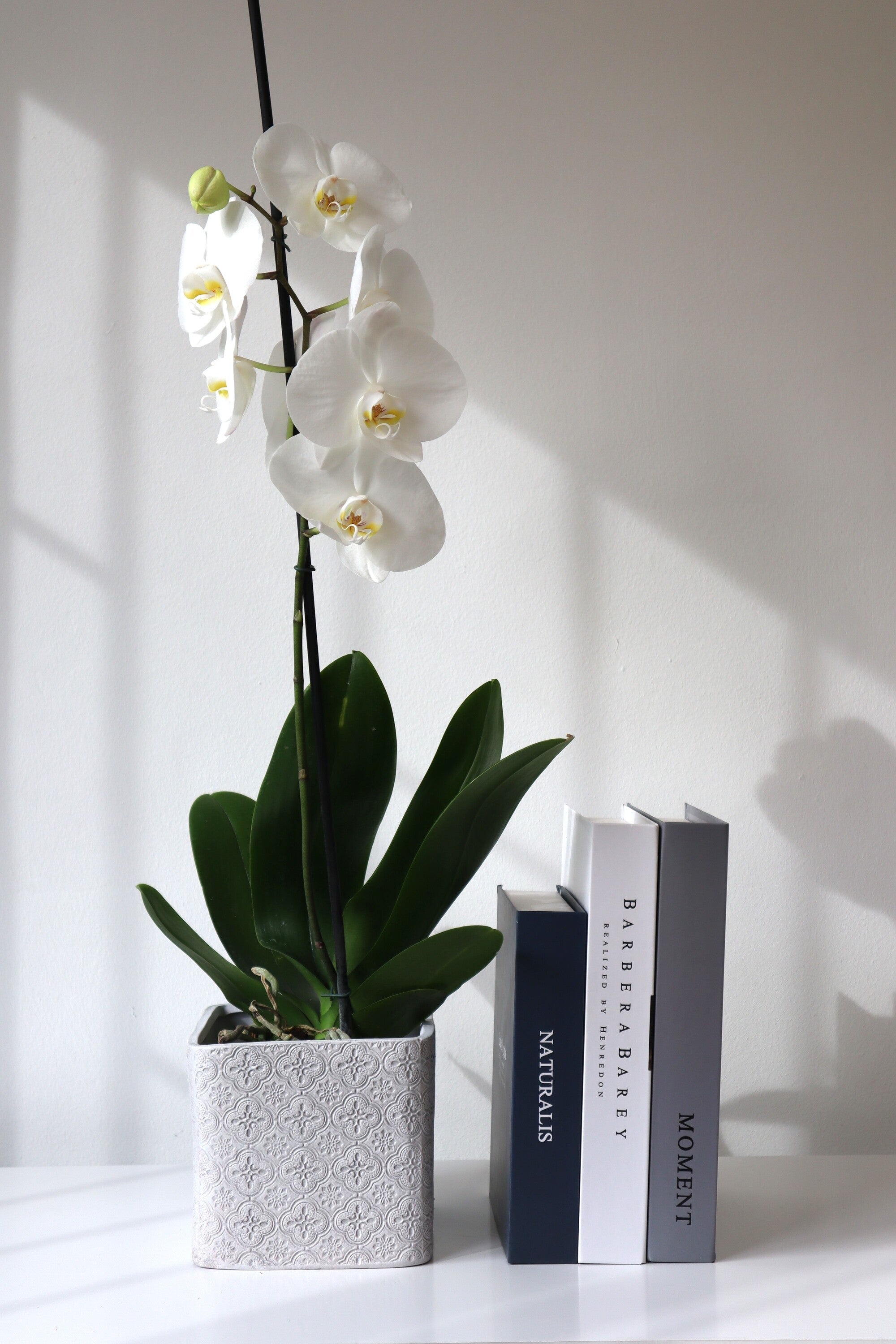 Arreglo planta orquidea  en hormigon cuadrado