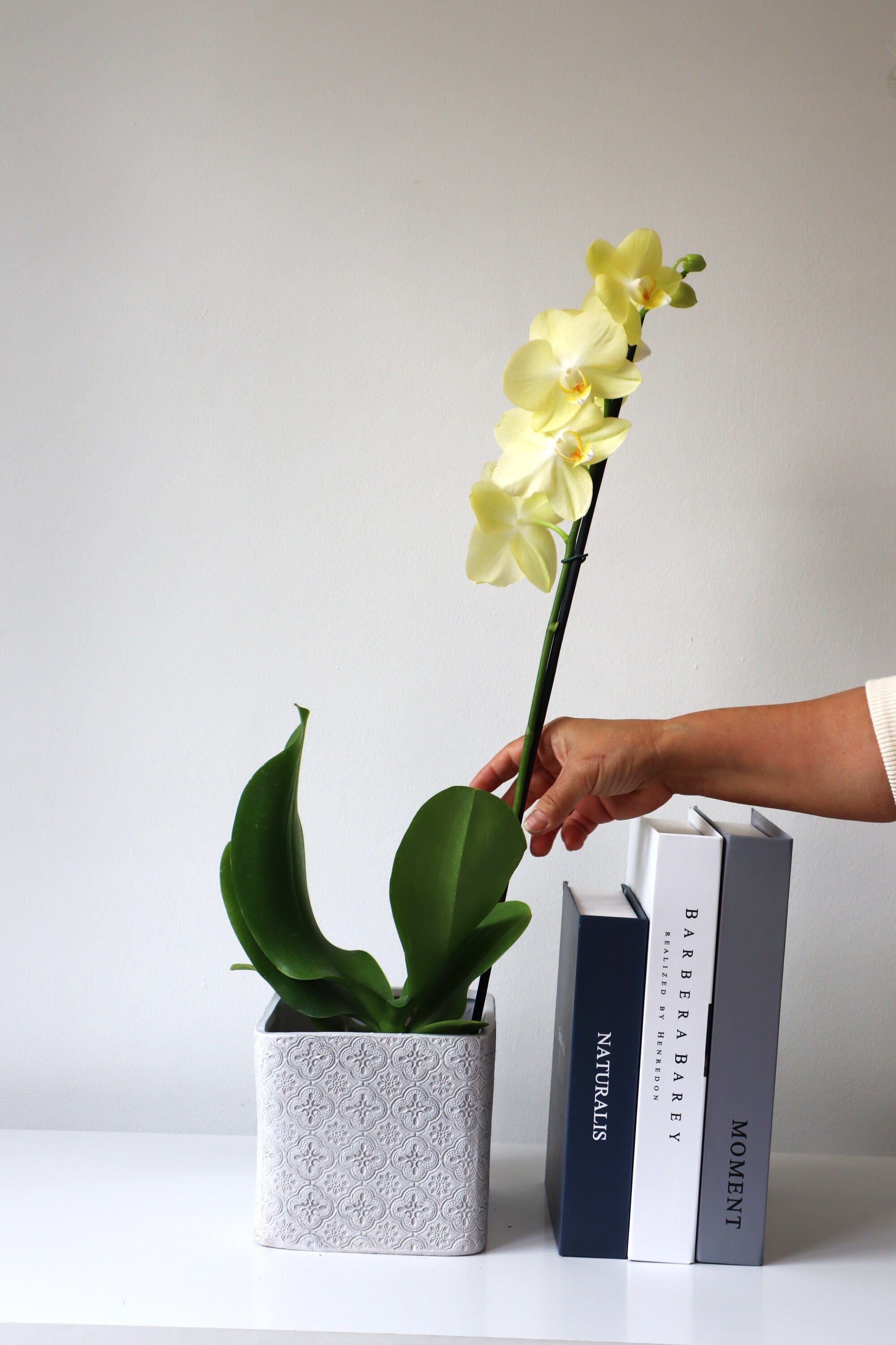 Arreglo planta orquidea  en hormigon cuadrado