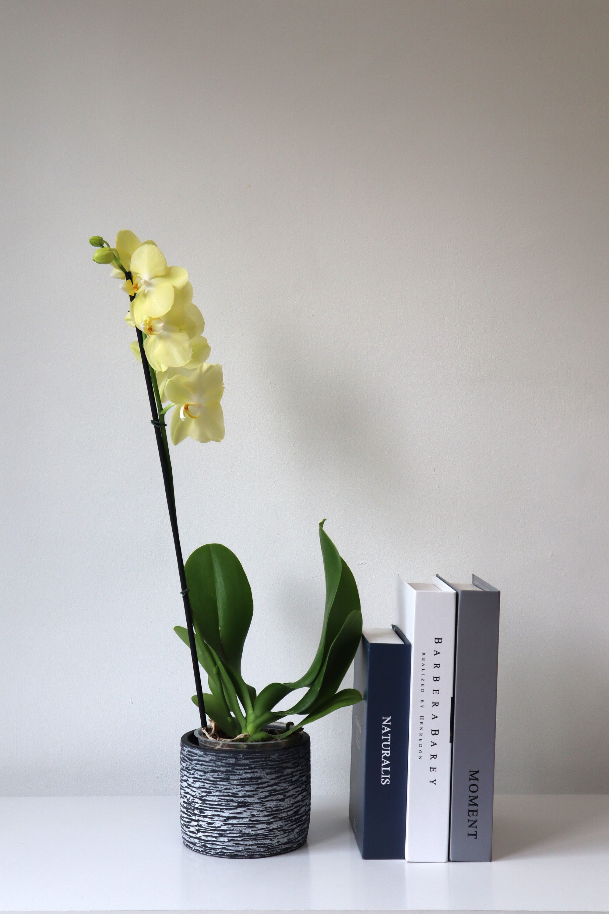 Arreglo planta de orquidea en macetero de piedra