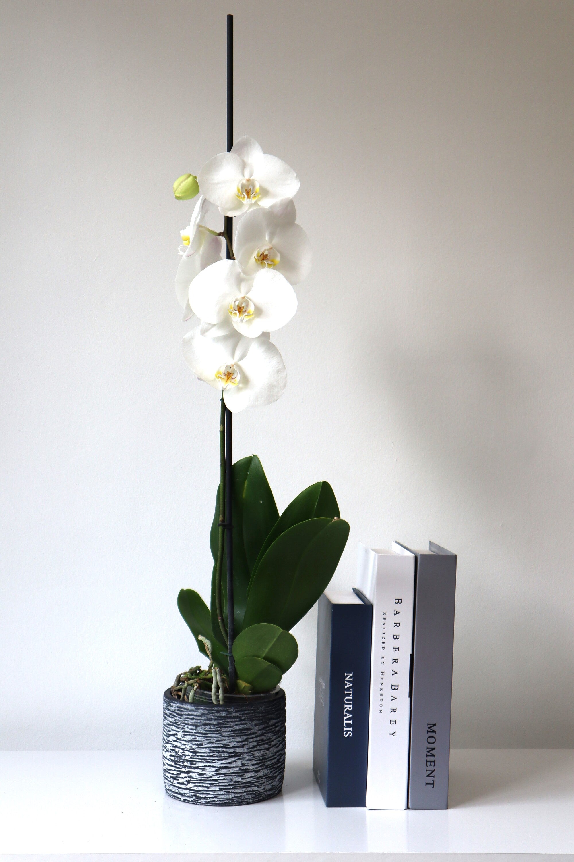 Arreglo planta de orquidea en macetero de piedra