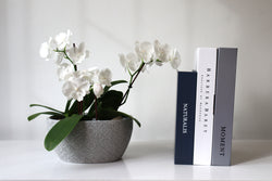 Arreglo de 3 plantas orquideas mini en hormigon