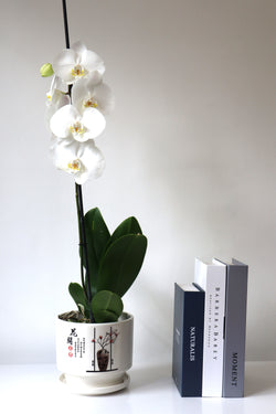 Arreglo planta de orquidea en macetero de ceramica con letra china