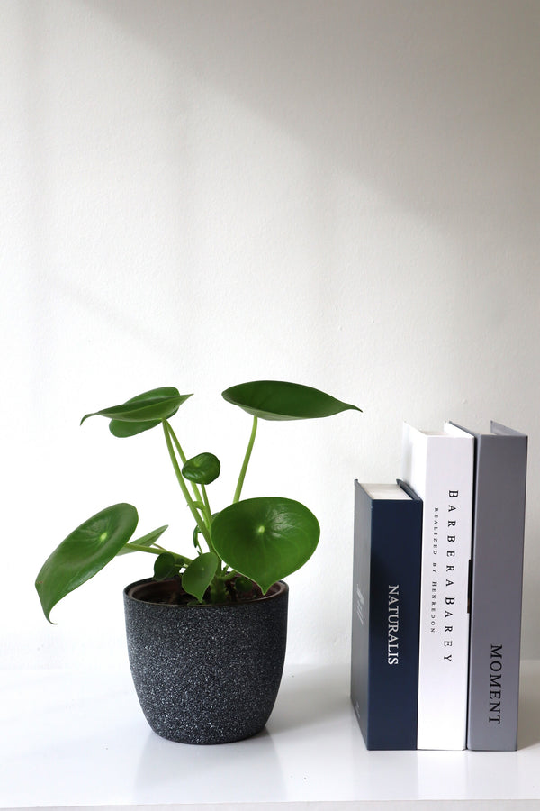Planta Peperonia o Cucharita