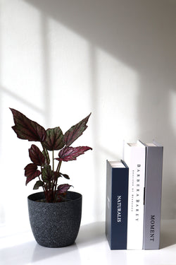 Planta Begonia rex