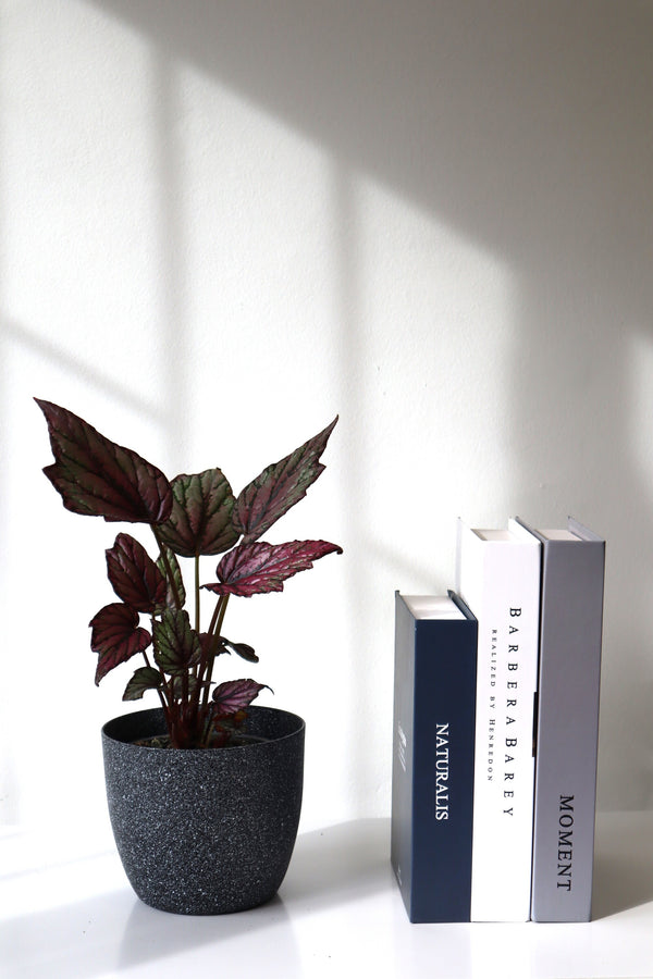 Planta Begonia rex
