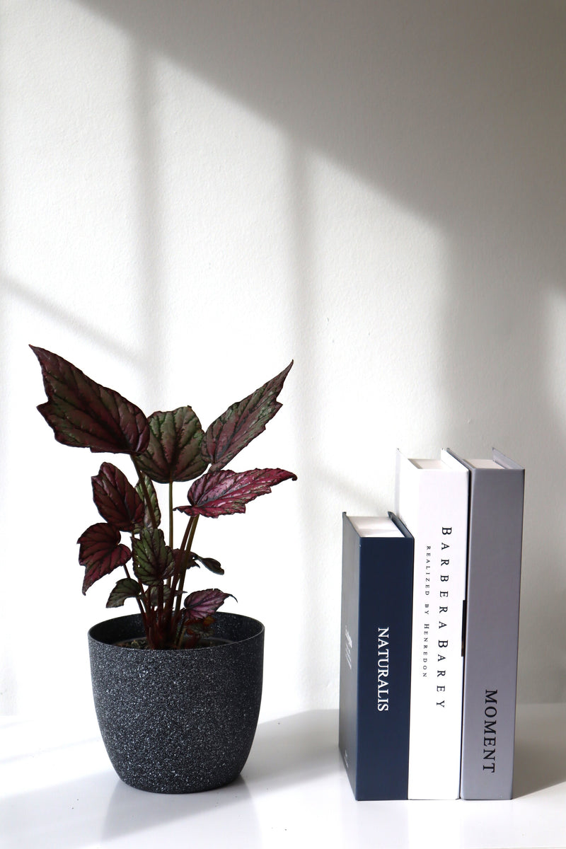 Planta Begonia rex