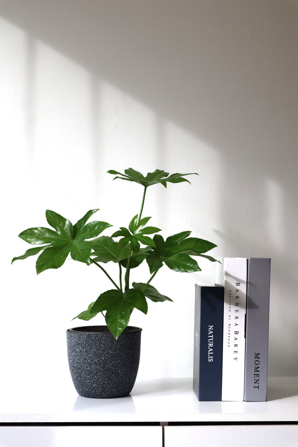 Planta Aralia japonica
