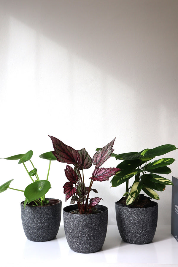 Trio de plantas de interior