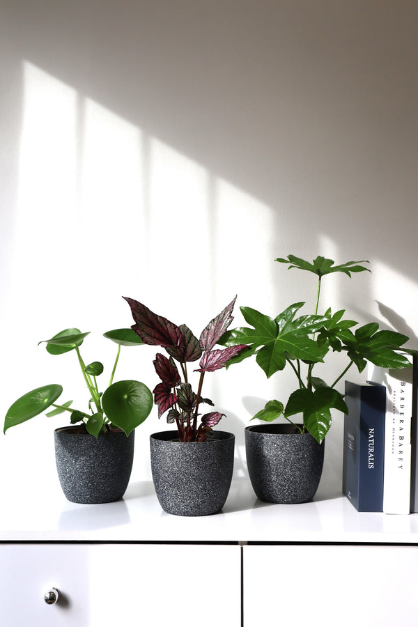 Trio de plantas de interior