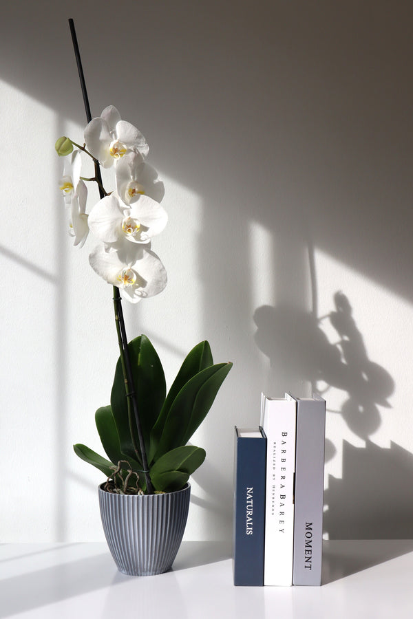 Arreglo orquidea en planta en macetero de rayas