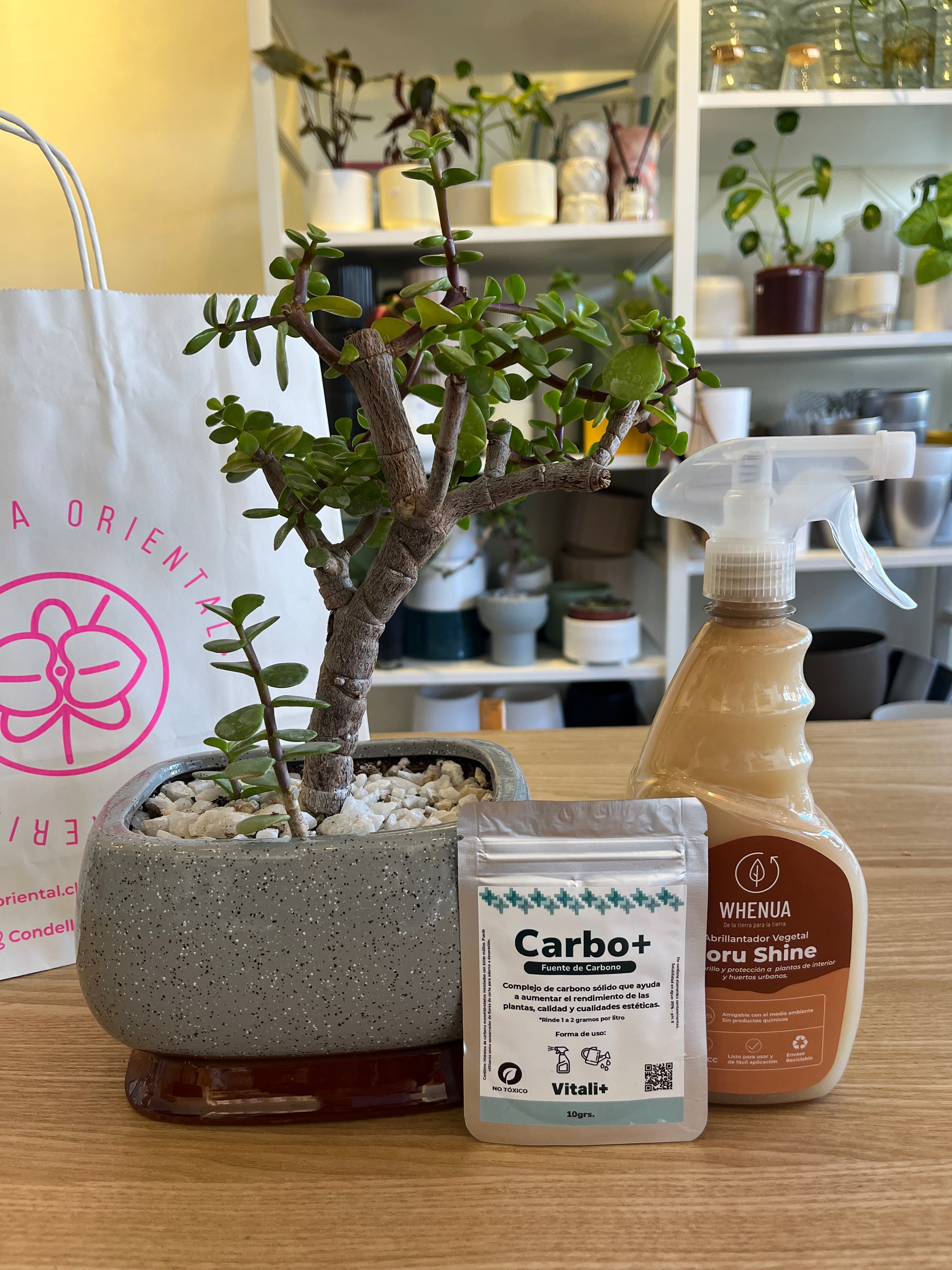 Pack mi primer Bonsai