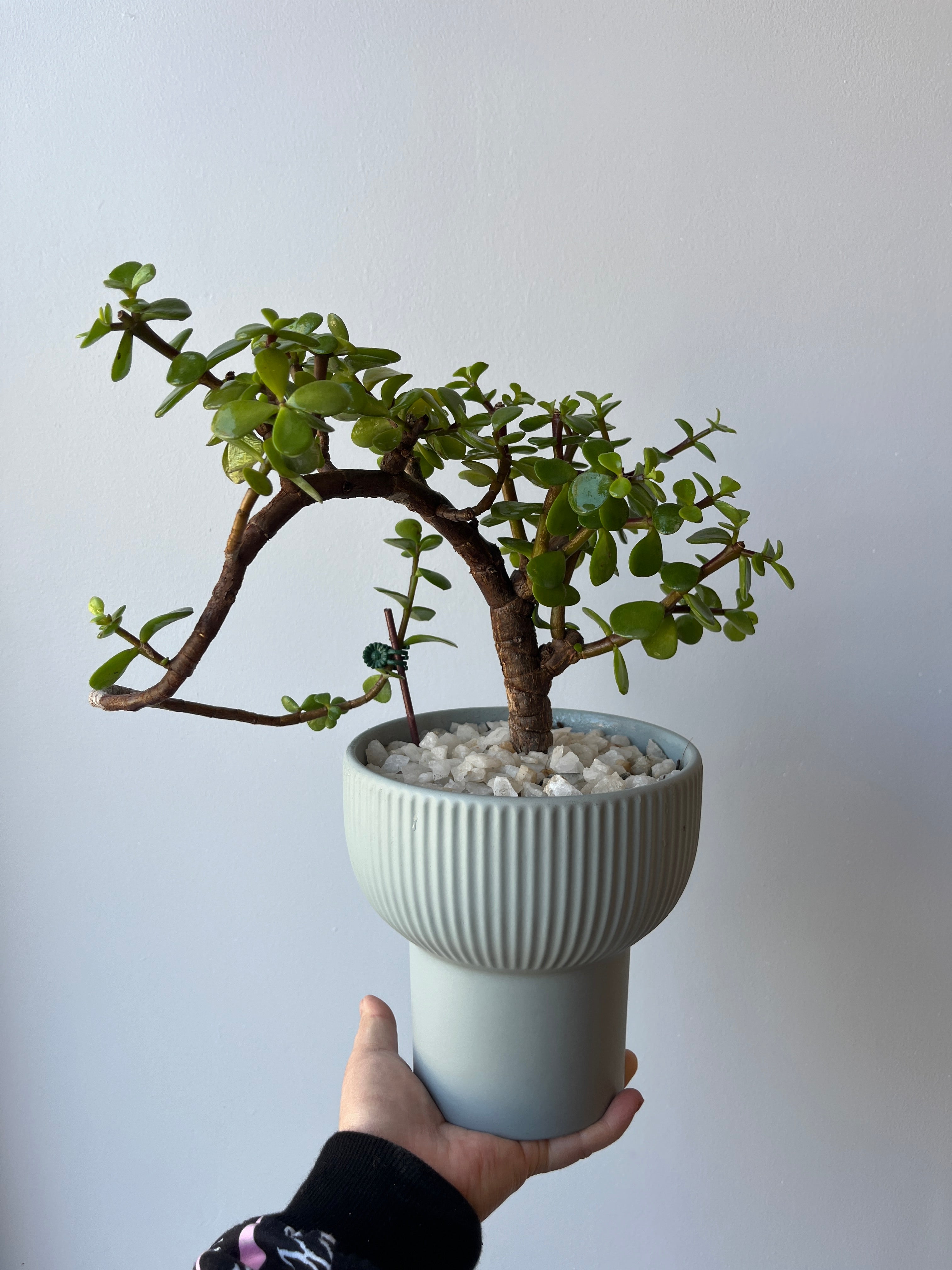 Bonsai Jade en cascada 🌱