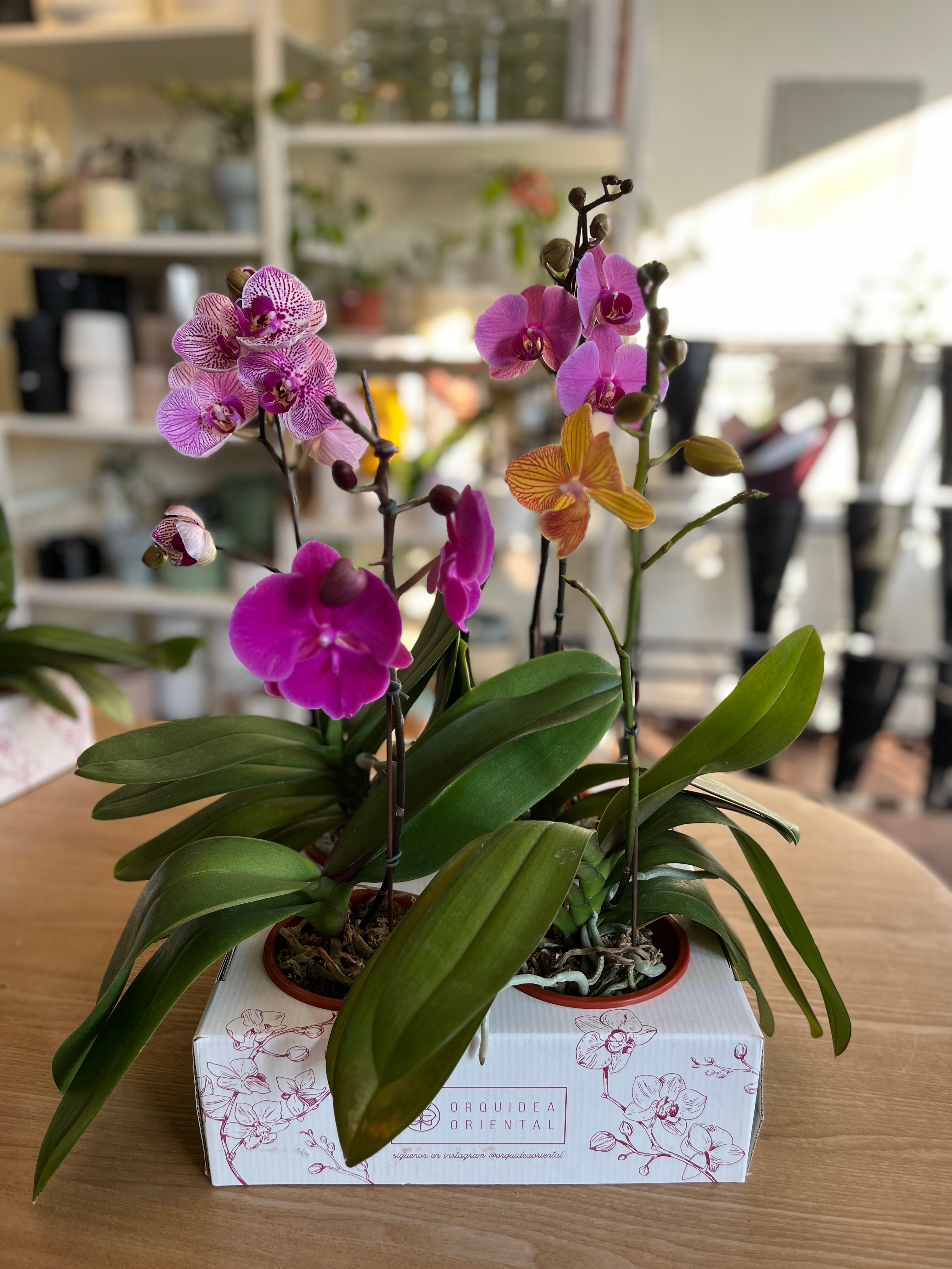 Caja de 4 orquideas