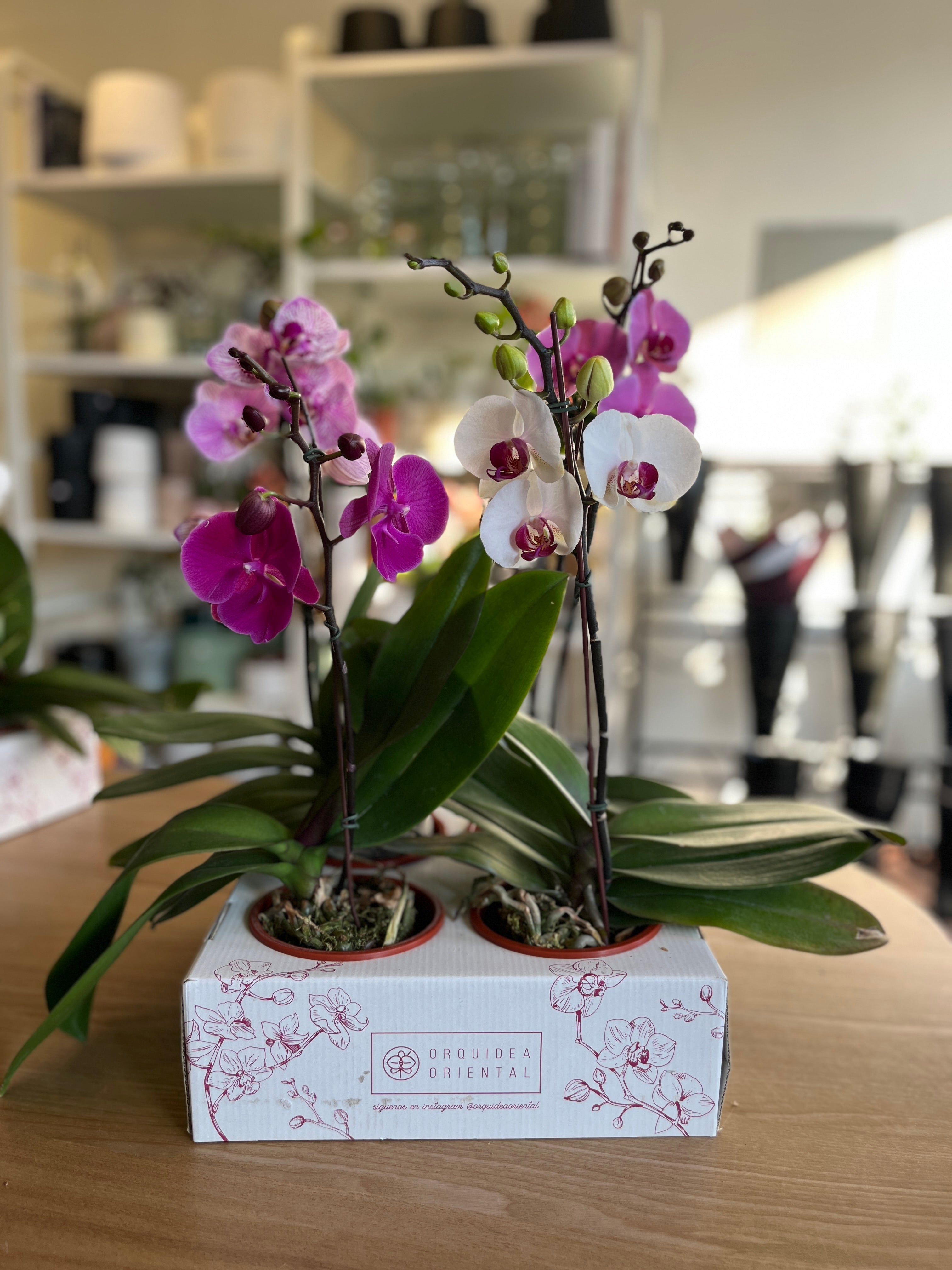 Caja de 4 orquideas