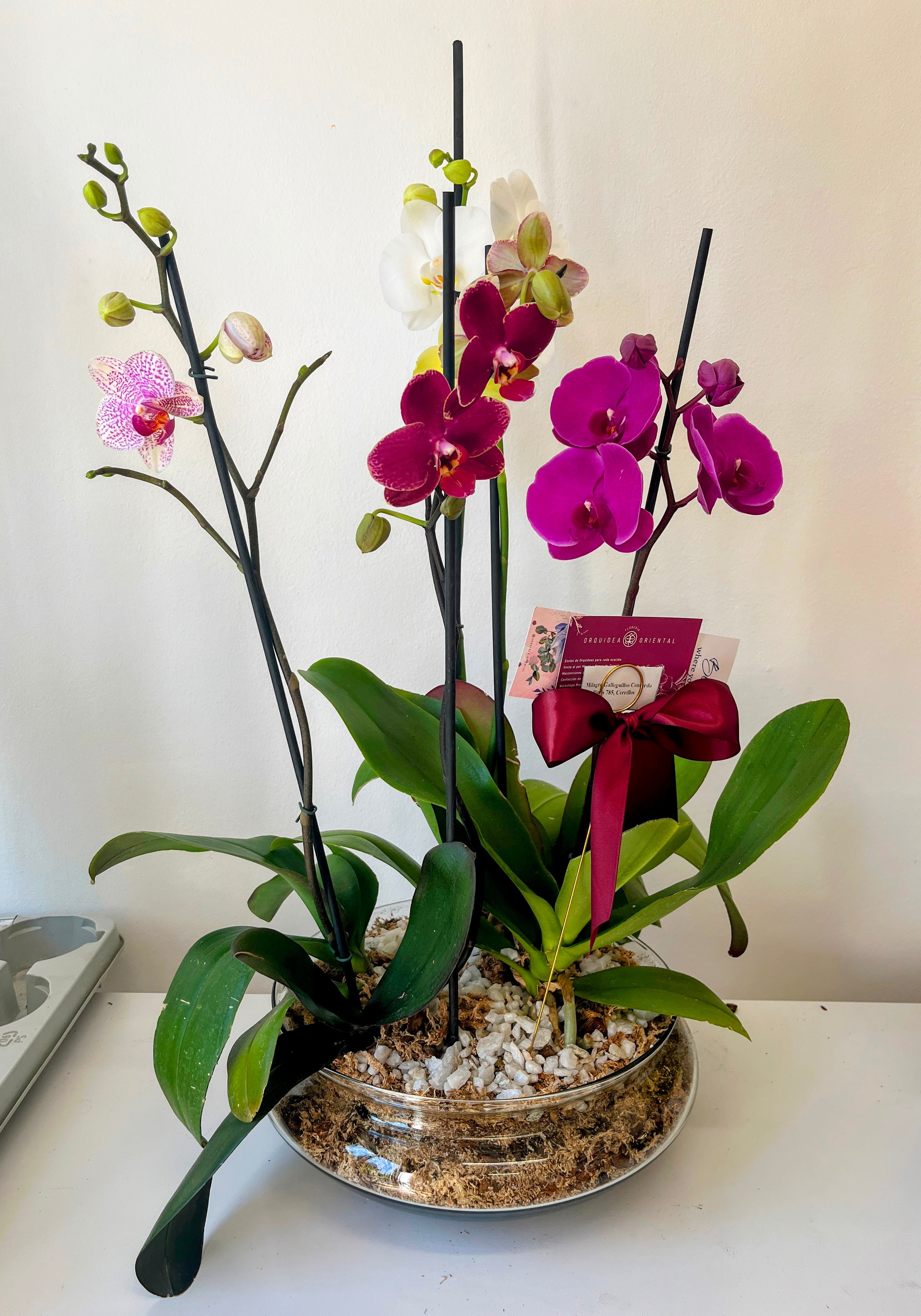 Arreglo de 3 plantas de orquideas en base de vidrio