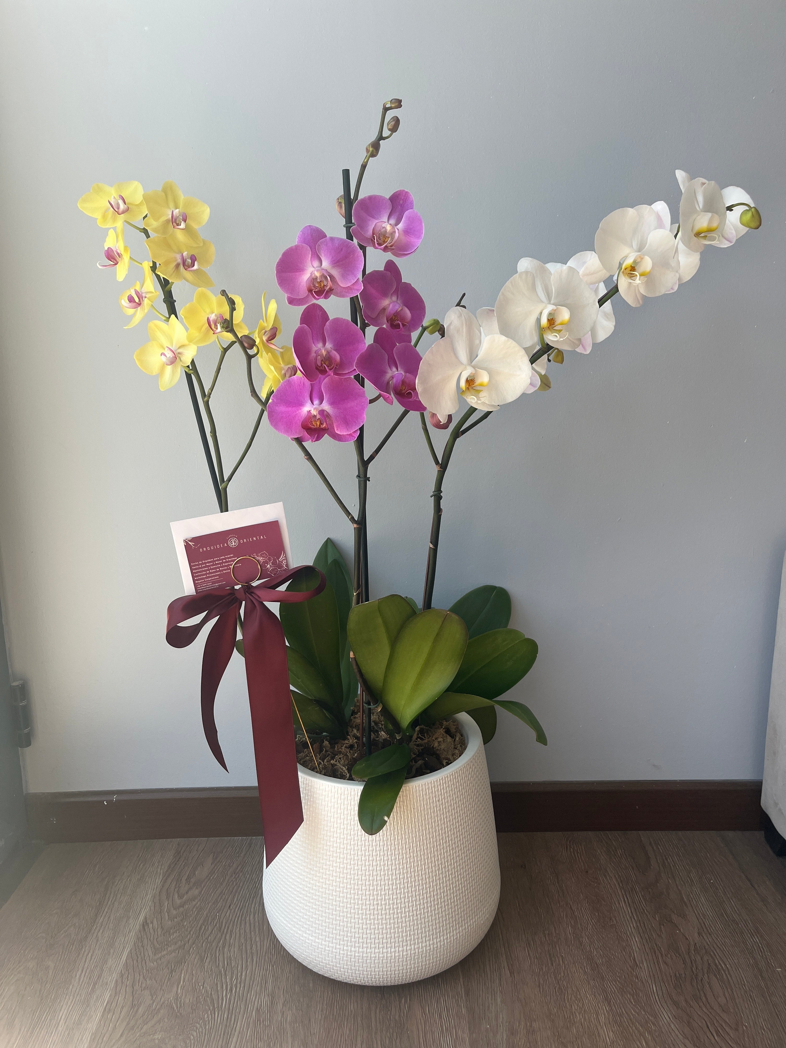 3 orquideas grandes en macetero blanco