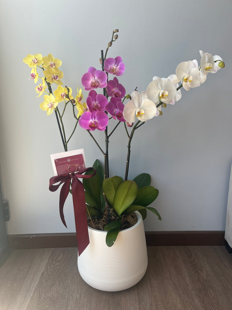 3 orquideas grandes en macetero blanco