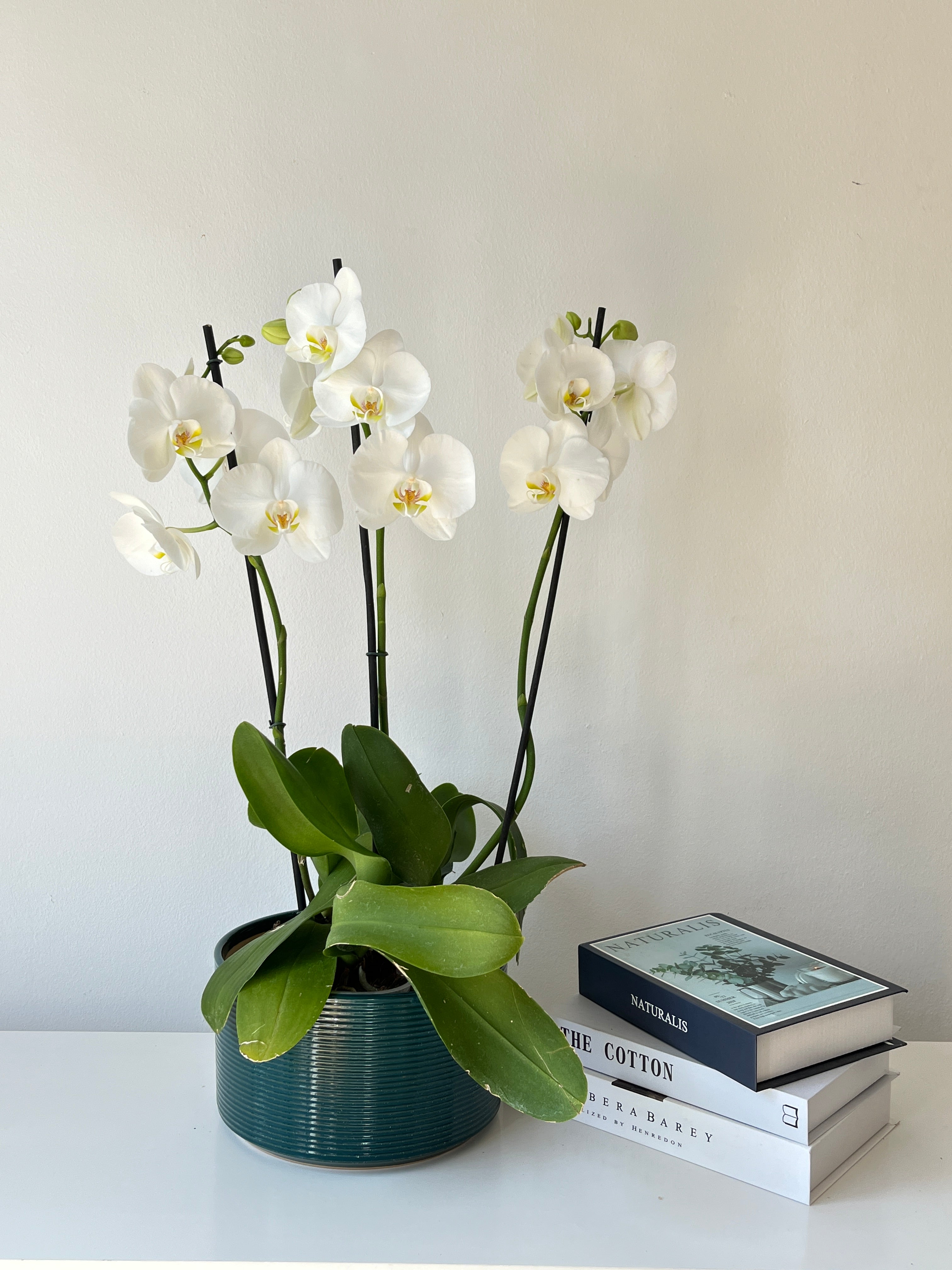 Arreglo de orquidea felicidad