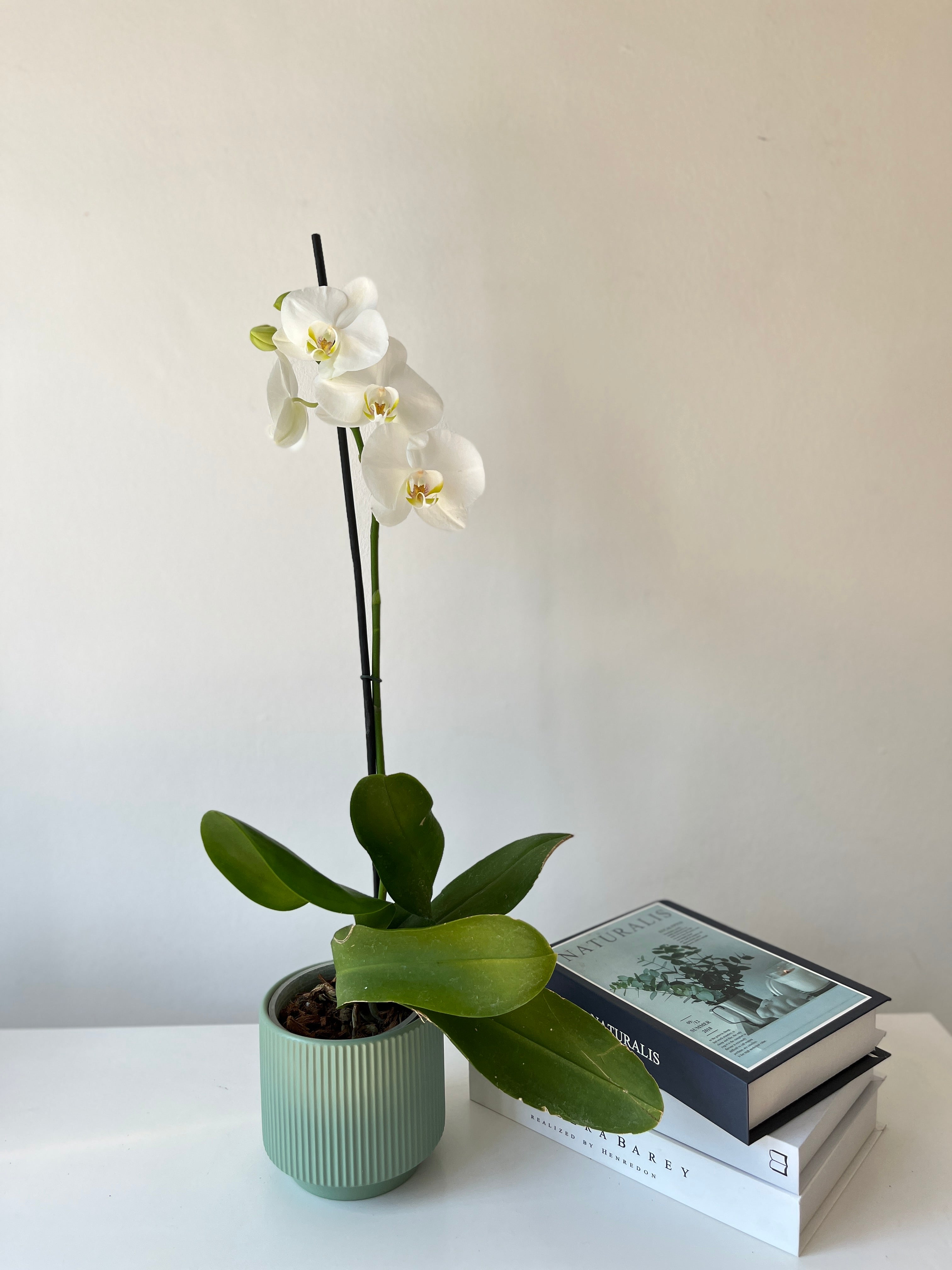 Arreglo de orquidea inocencia