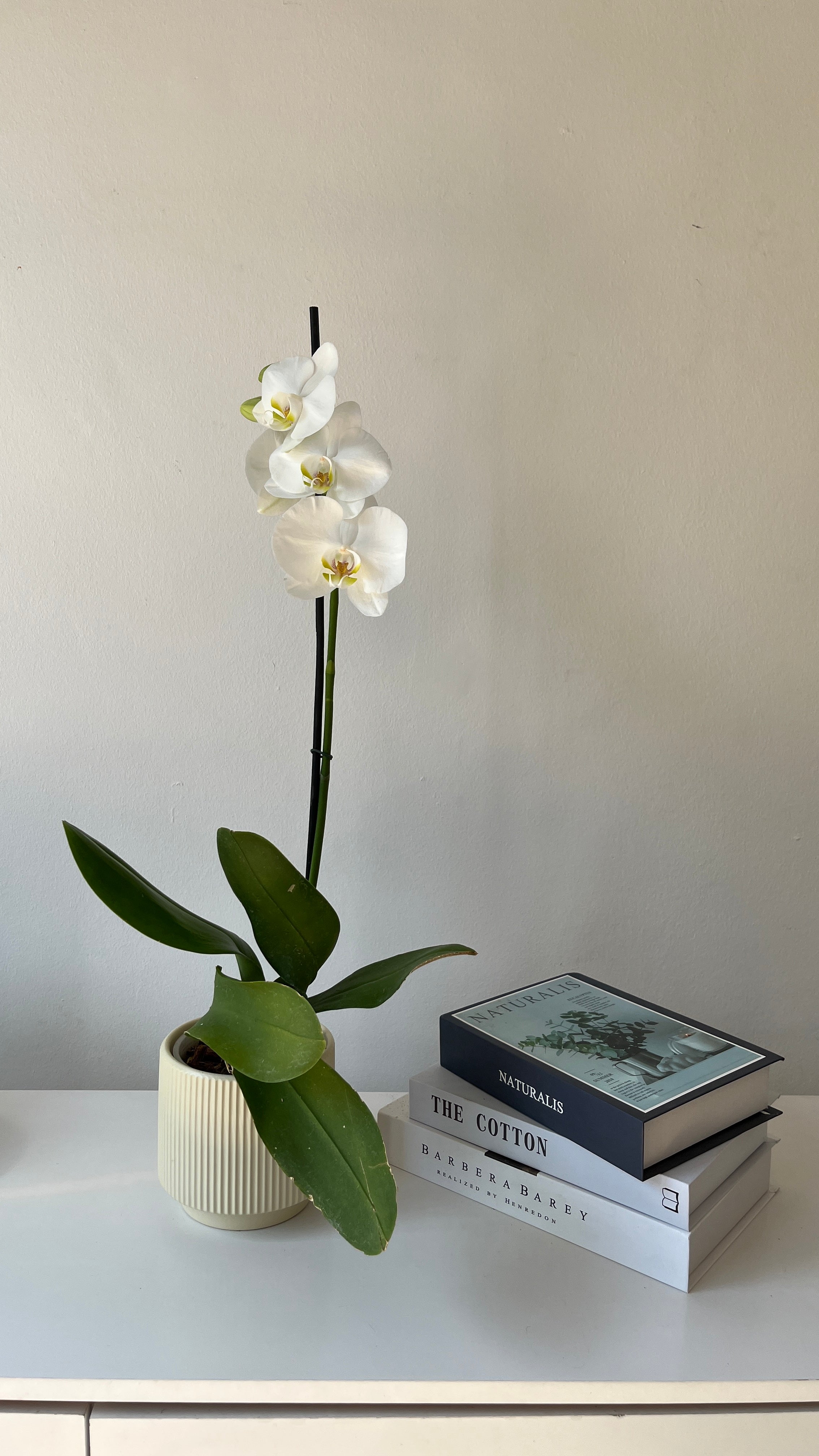 Arreglo de orquidea inocencia