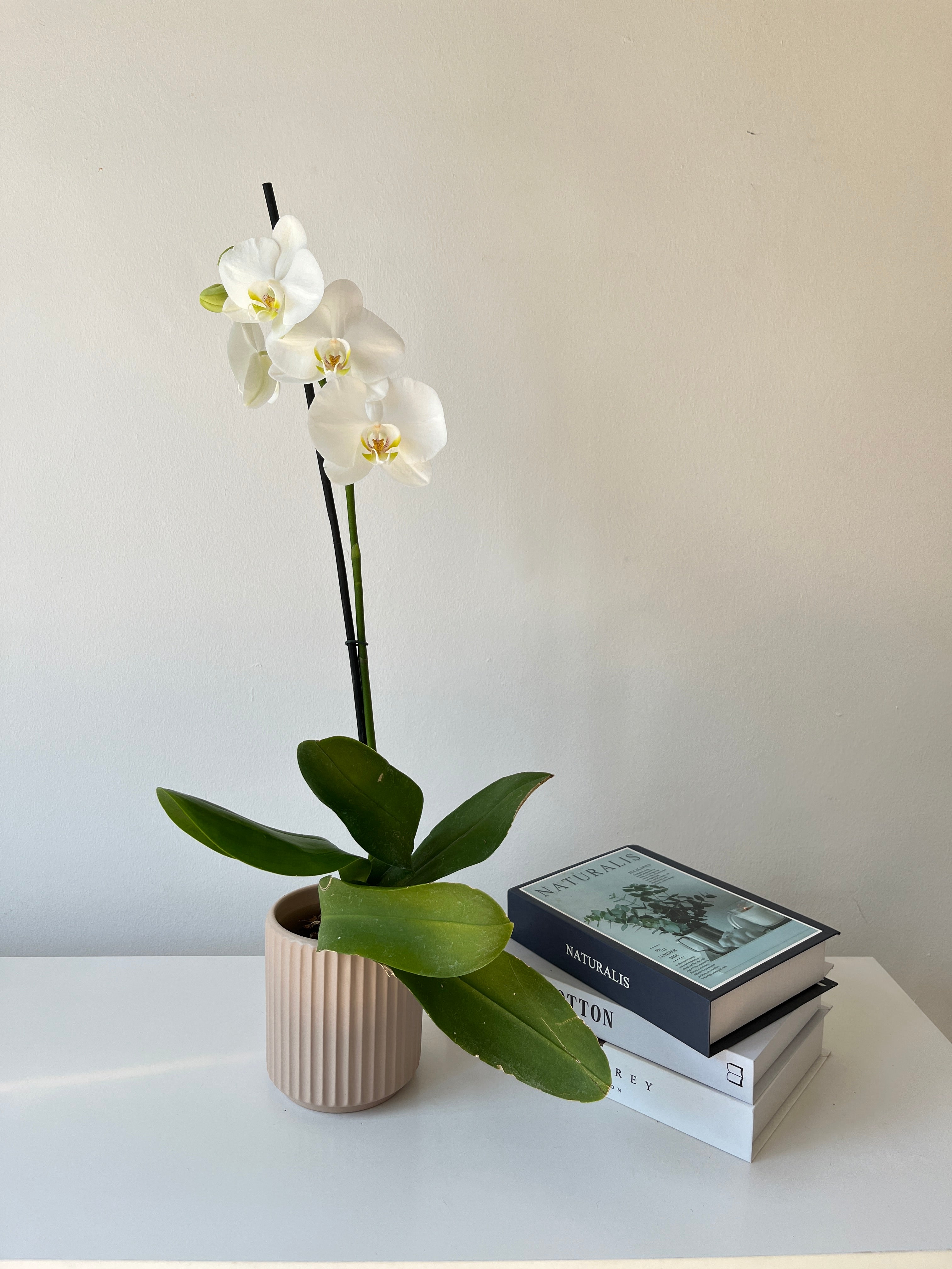 Arreglo de orquidea inocencia