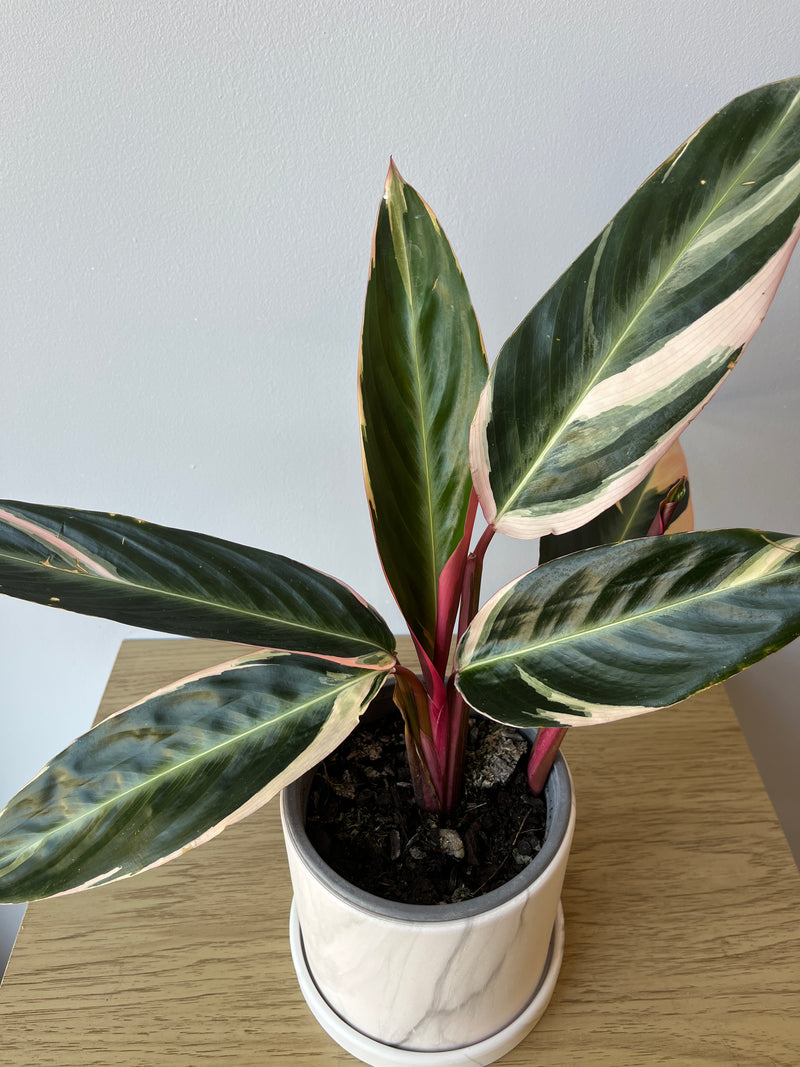 Calathea triostar