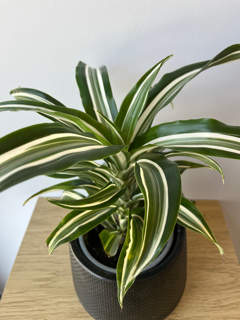 Dracena reflexa