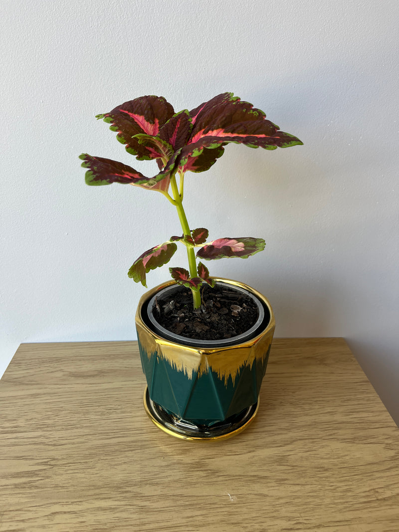 Coleus