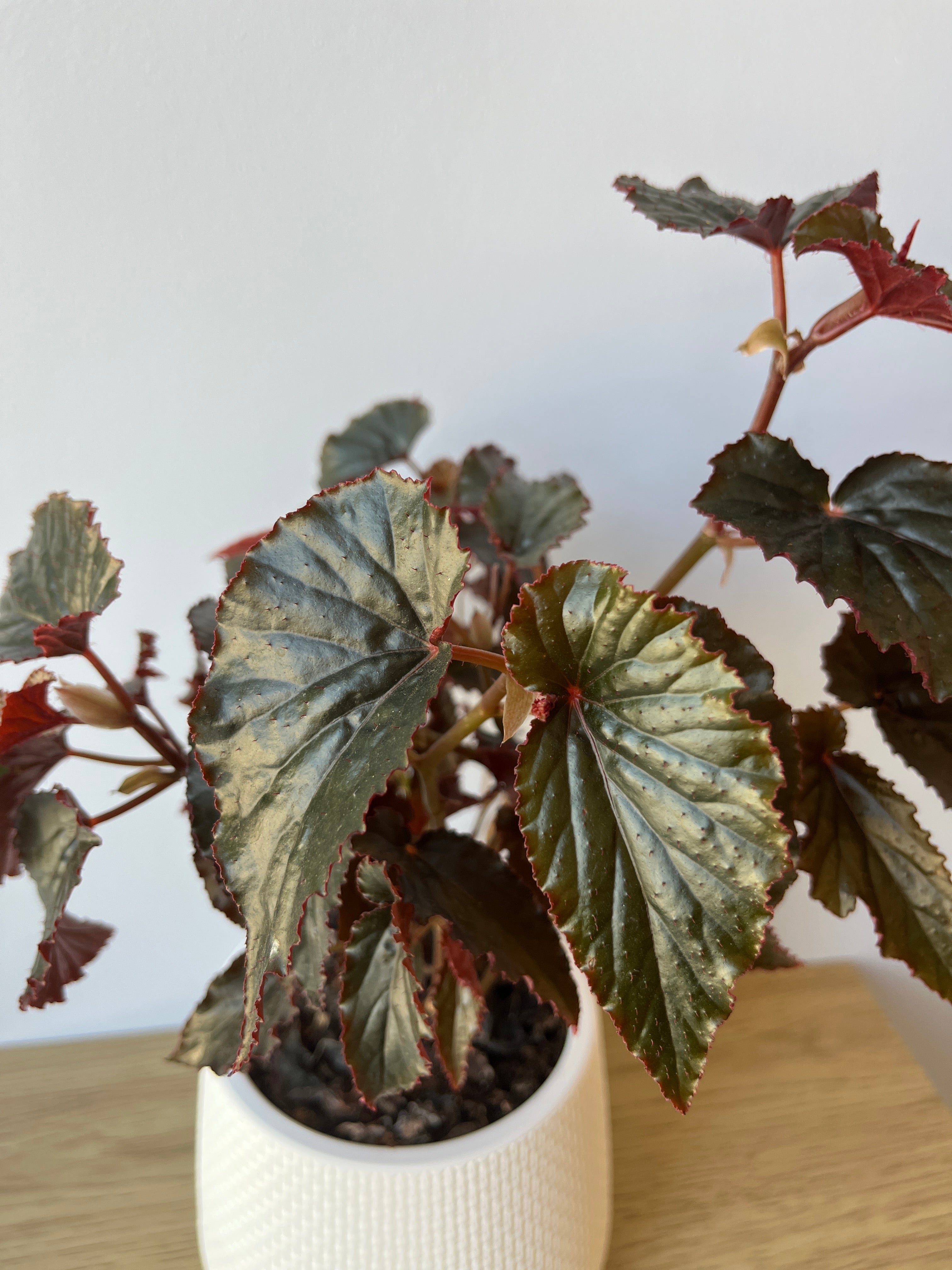 Begonia- Alas de angel Black magic