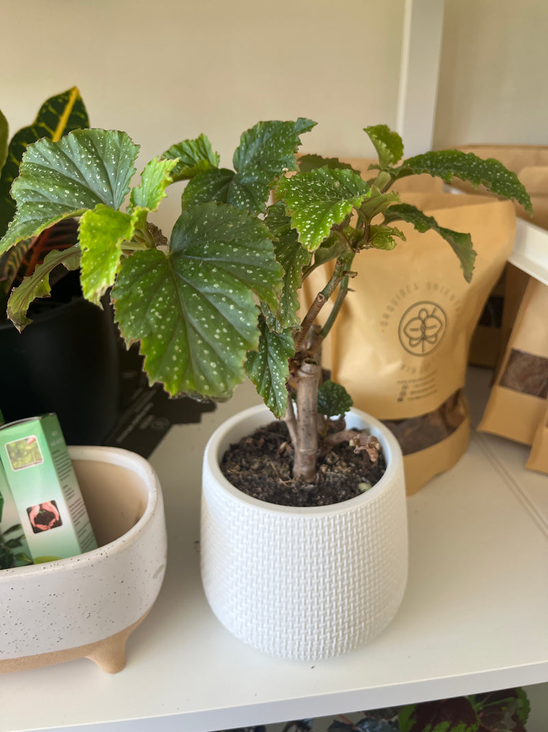 Begonia- Alas de angel verde M con macetero trasnplantado