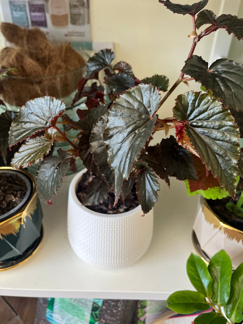 Begonia- Alas de angel Black magic