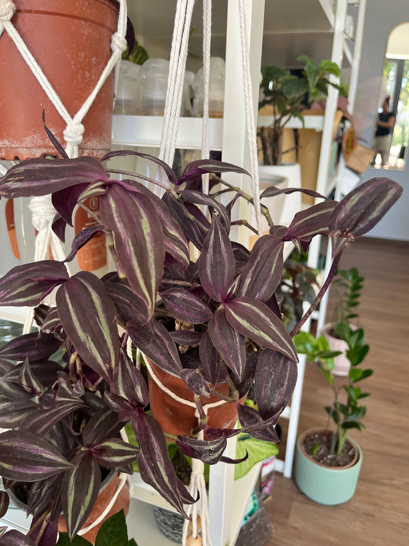 Tradescantia