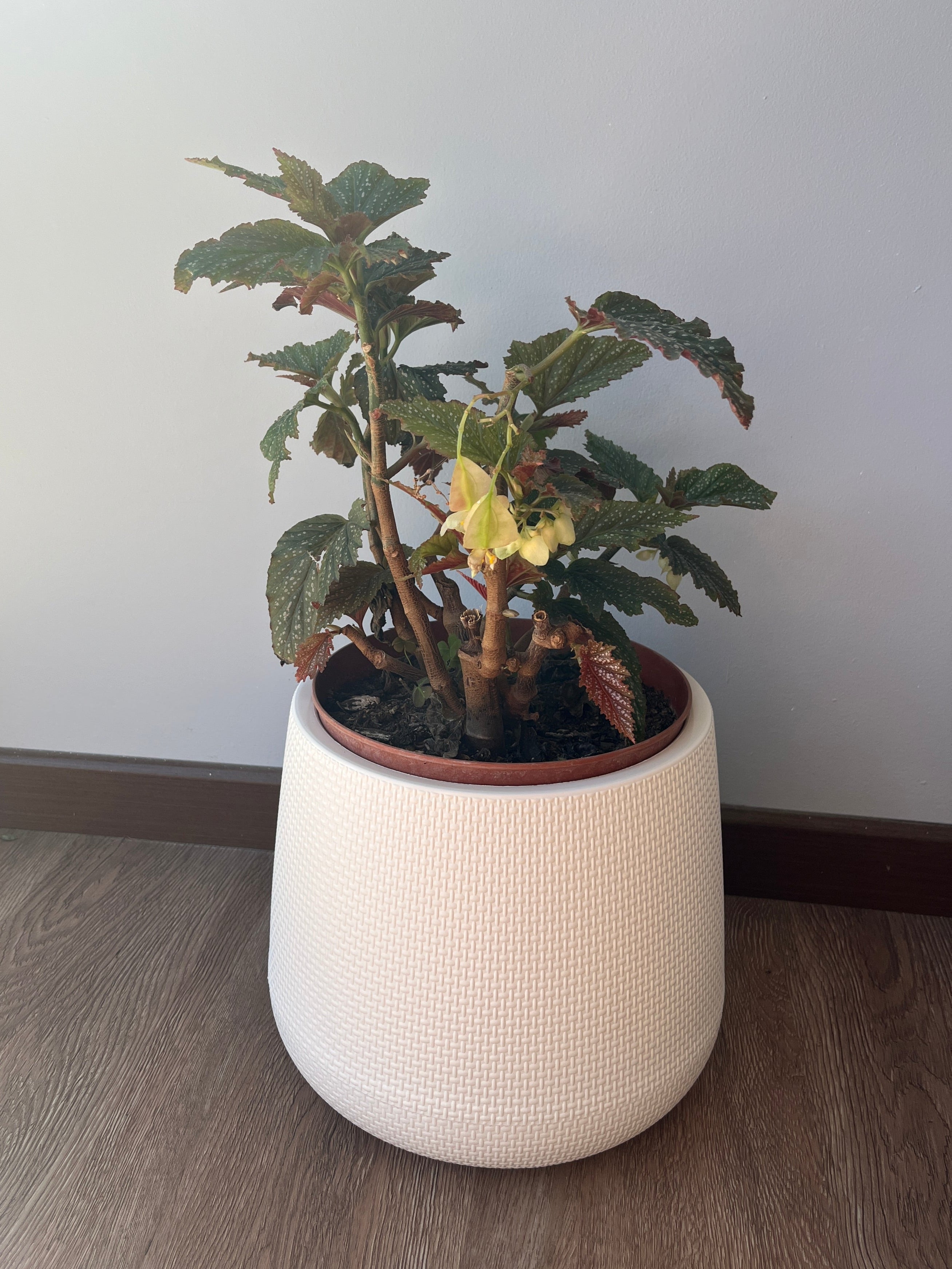 Begonia- Alas de angel Verde L