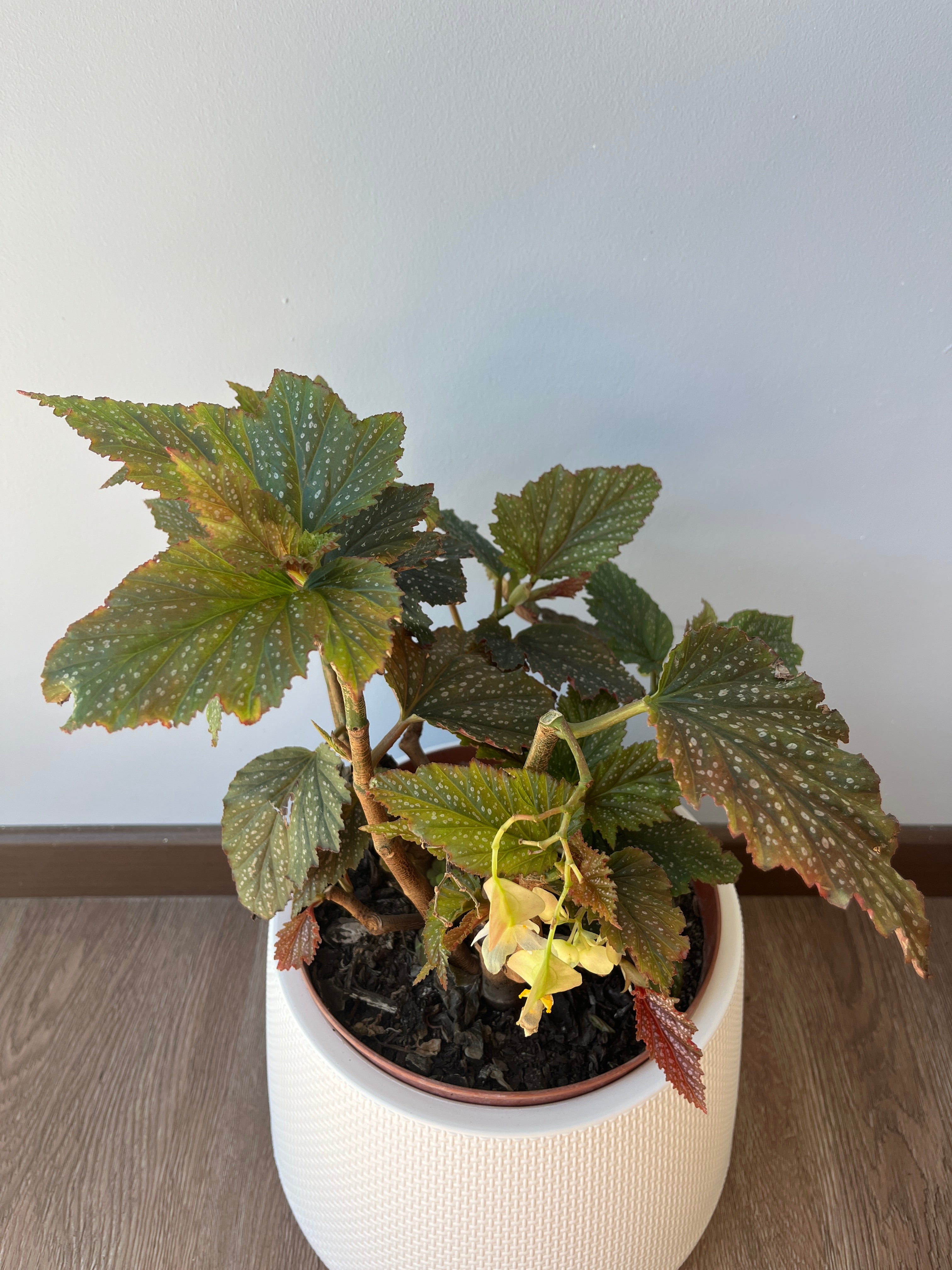 Begonia- Alas de angel Verde L