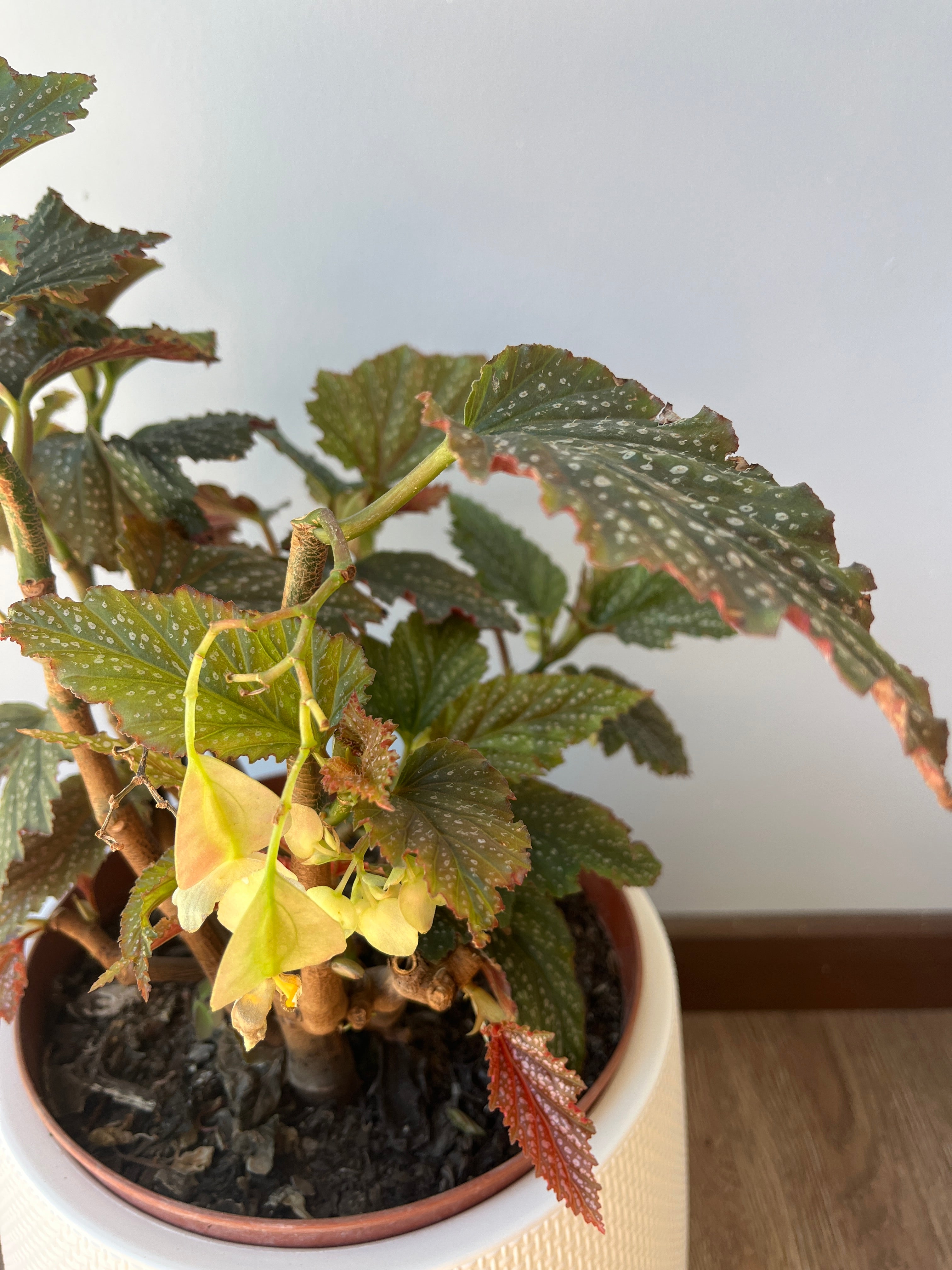 Begonia- Alas de angel Verde L