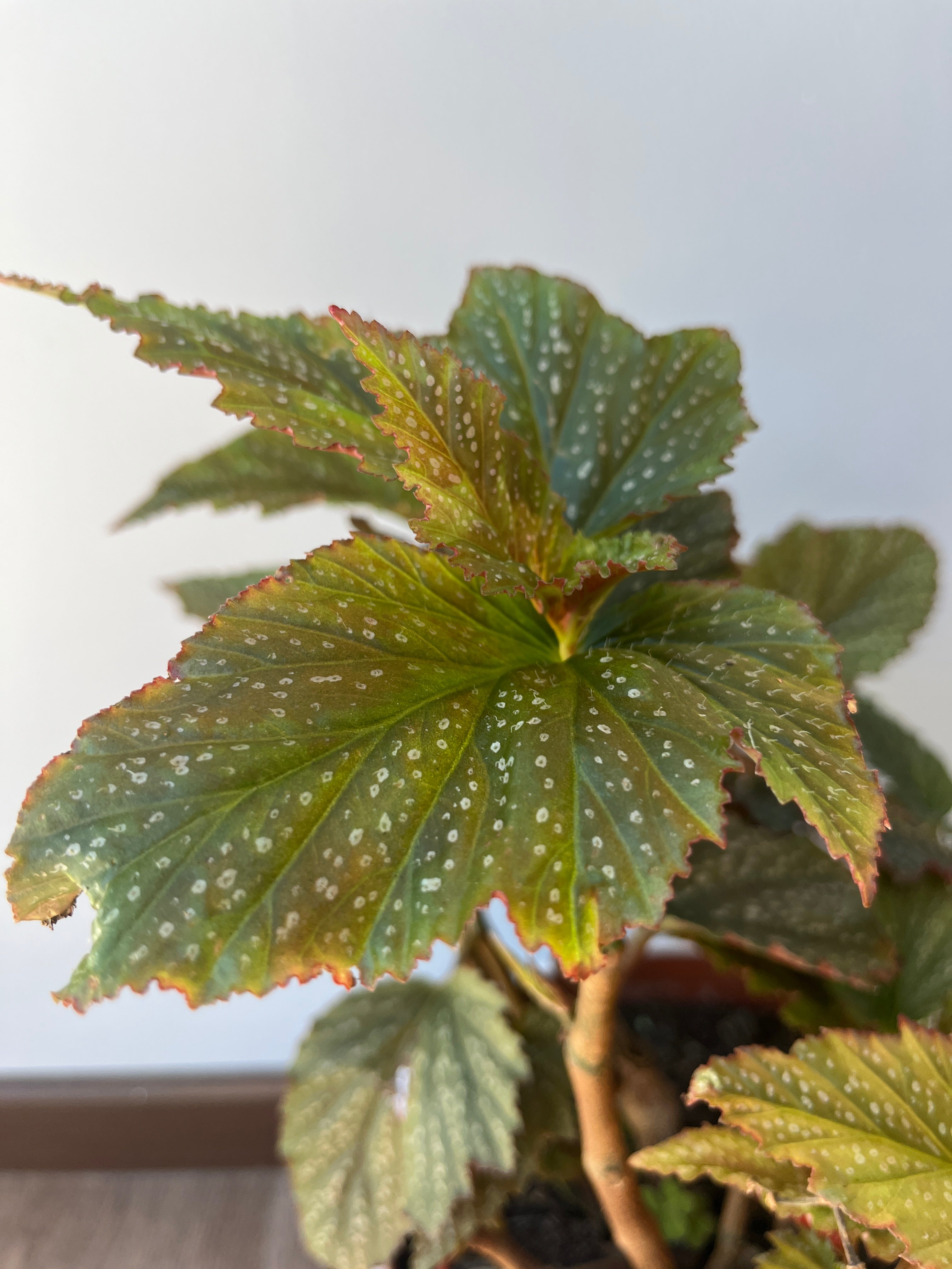 Begonia- Alas de angel Verde L