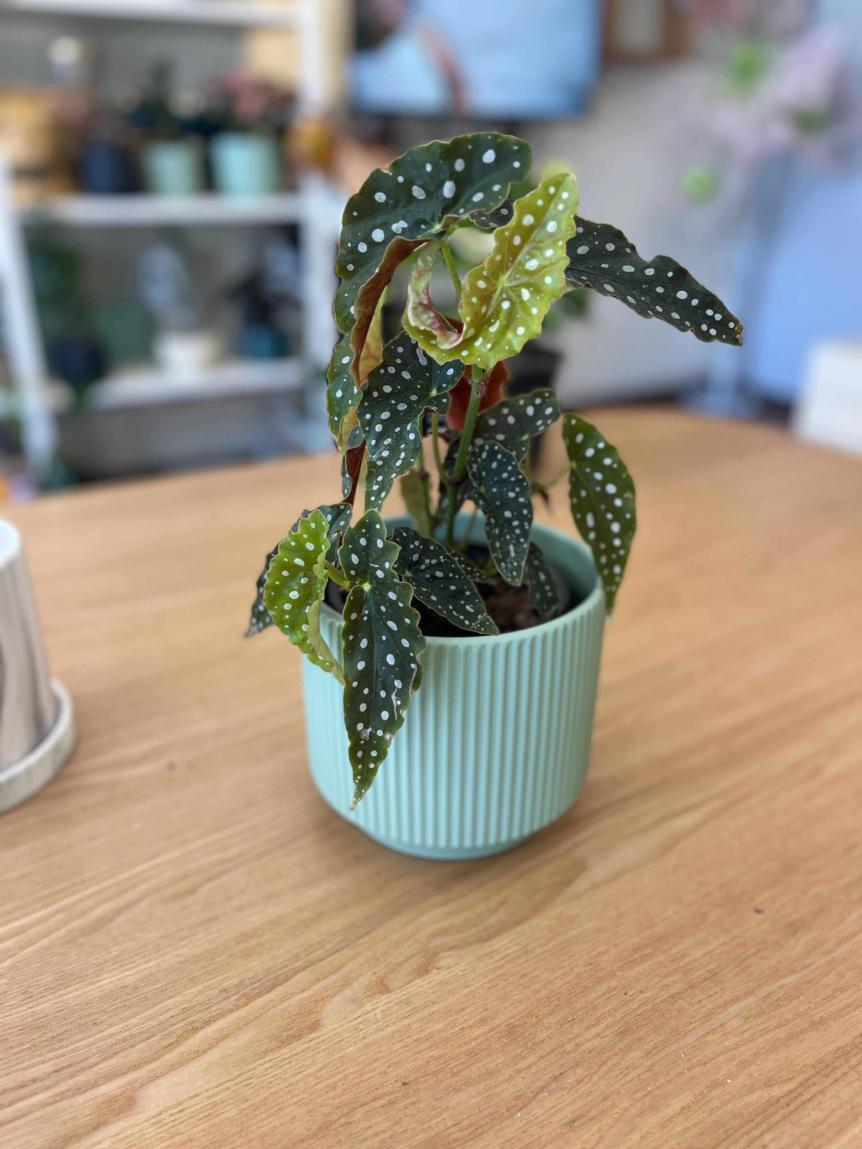 Begonia Maculata