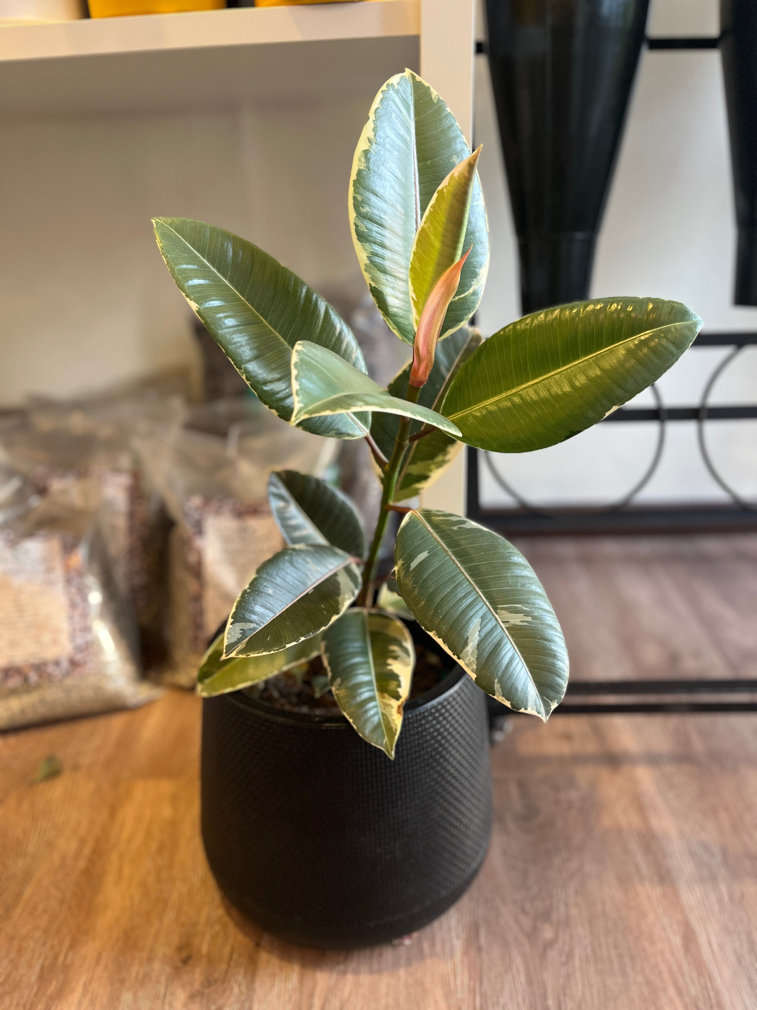 Ficus tineke
