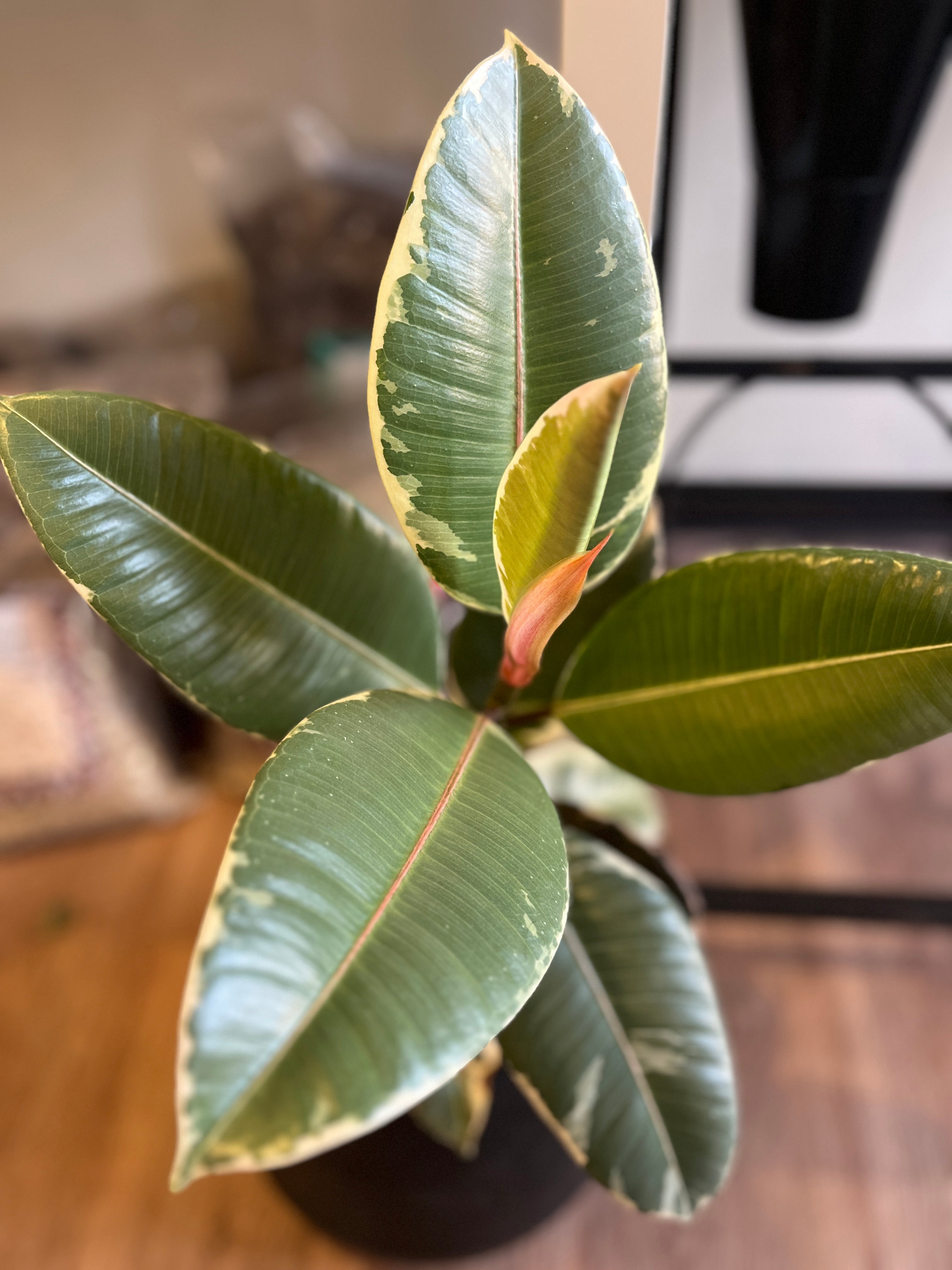 Ficus tineke