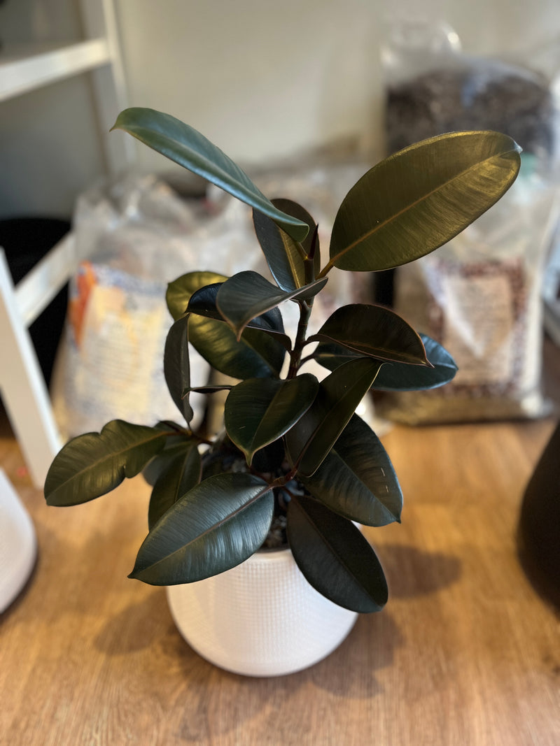 Ficus Burgundy