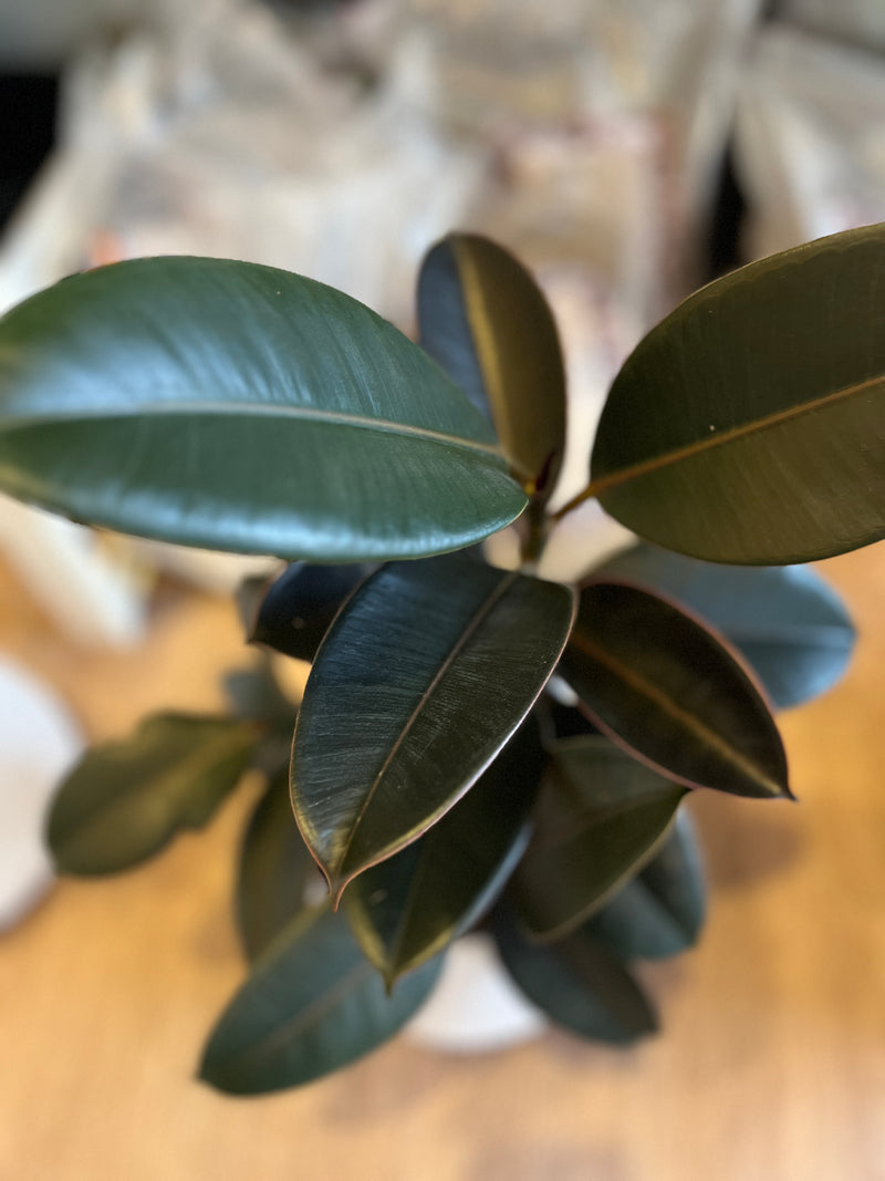 Ficus Burgundy