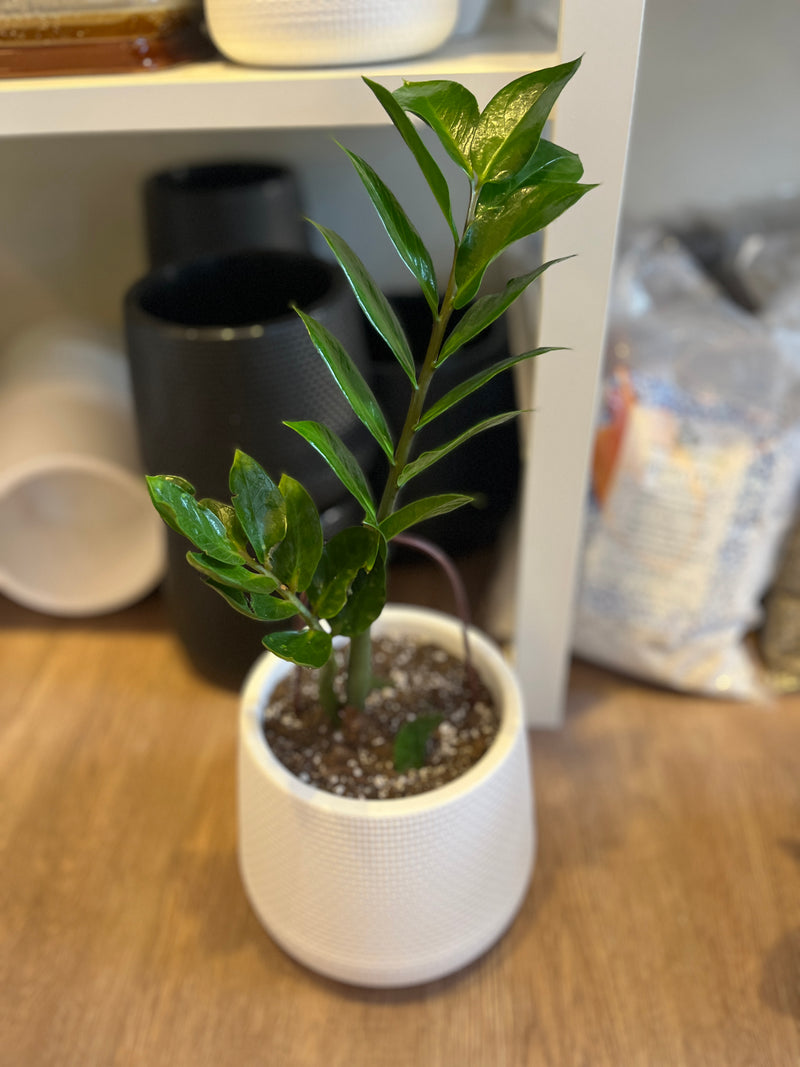 Zamiculata (arbol del dinero)