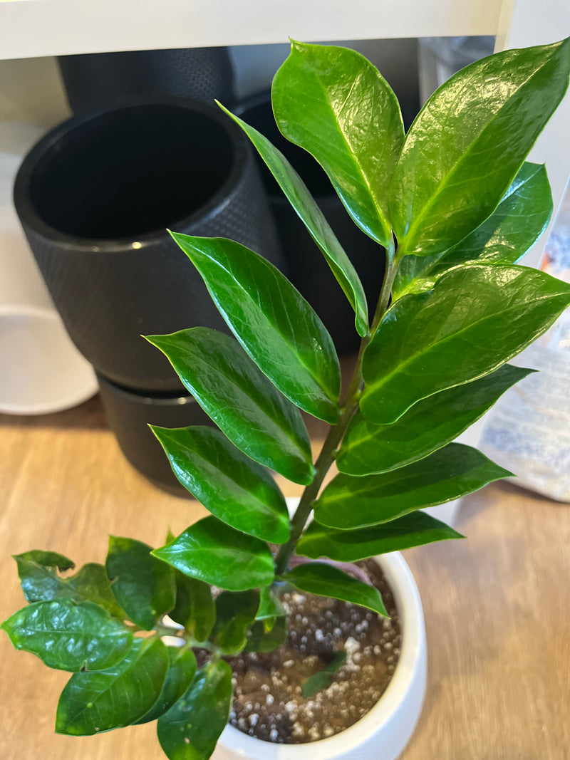 Zamiculata (arbol del dinero)