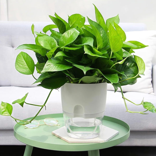 Macetas de riego automático, paquete de 3 macetas transparentes para plantas de interior