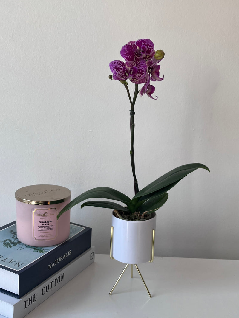 Orquidea mini en macetero con pedestal