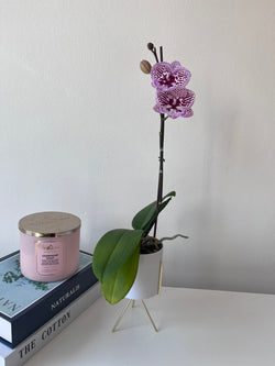 Orquidea mini en macetero con pedestal