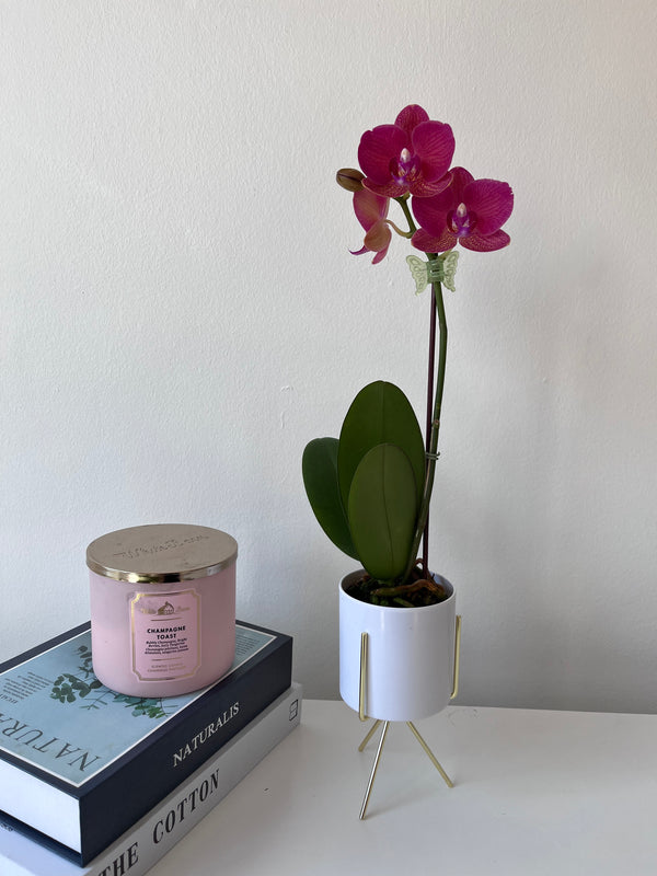 Orquidea mini en macetero con pedestal