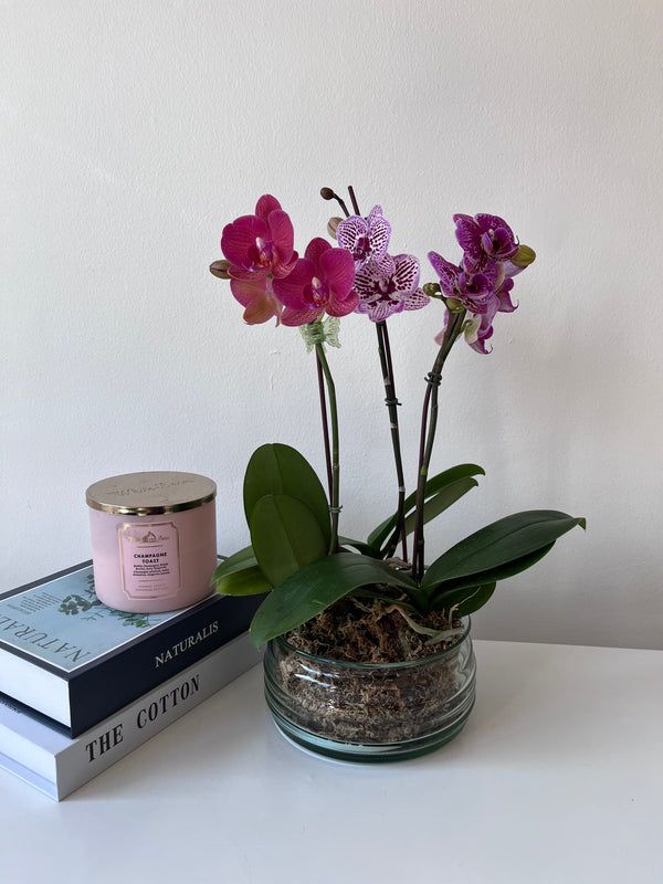 3 orquideas medianas en base de vidrio