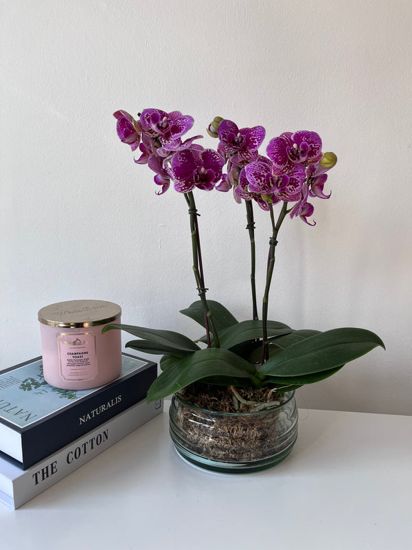 3 orquideas medianas en base de vidrio