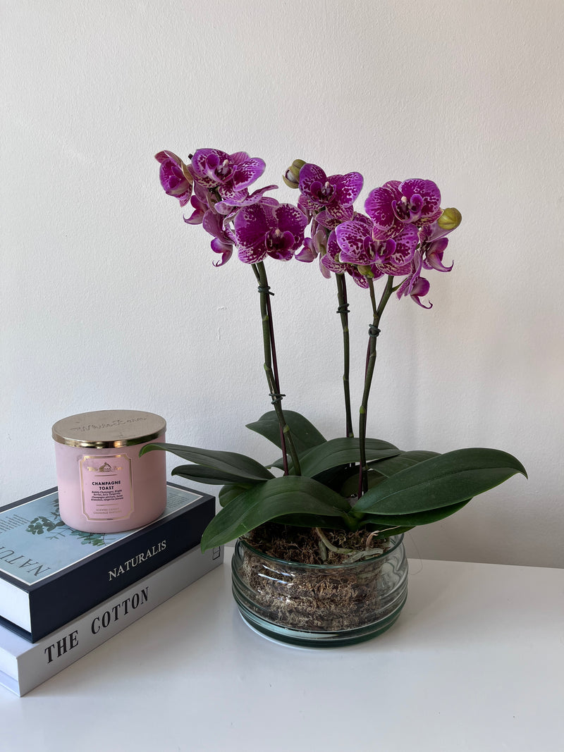 3 orquideas medianas en base de vidrio